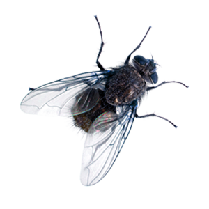 Fly2022
